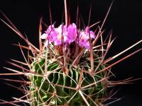 Thumbnail of 1673_Echinofossulocactus guerrianus_20130505(1).JPG